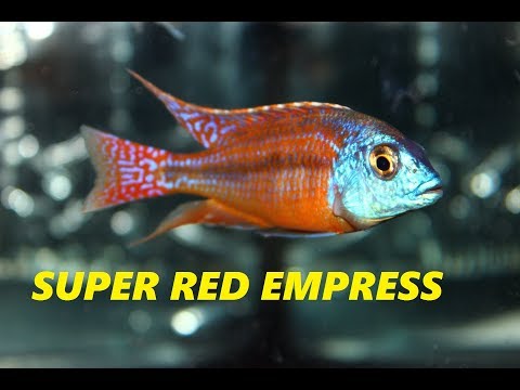 Super Red Empress African Cichlid 