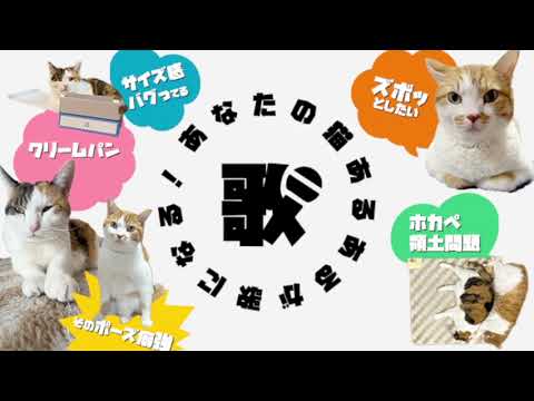 猫の動画サムネイル - 日曜もしぬこラライブ|もしぬこ猫あるあるサロン at TikTok LIVE[2025 6 22]