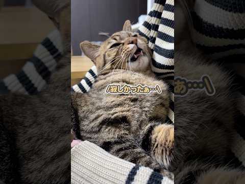 「寂しかったぁっ」と抱きつきながら、数日ぶりのママとの再会を喜ぶ猫