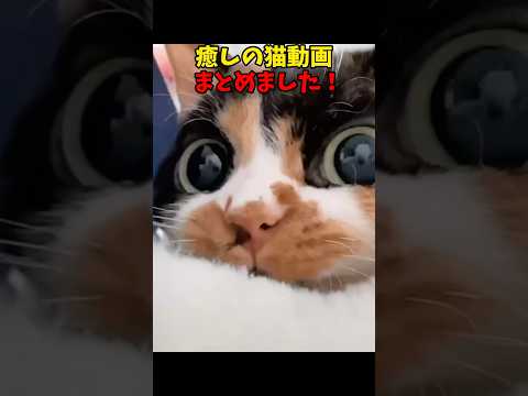 猫の動画サムネイル - これは癒される😍 #猫 #cat #cats #cute