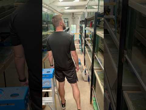 Huge Cichlid Fish Room! 🤯 Step inside one of the most epic private fish room setups in the hobby — this is a tour of John Ni