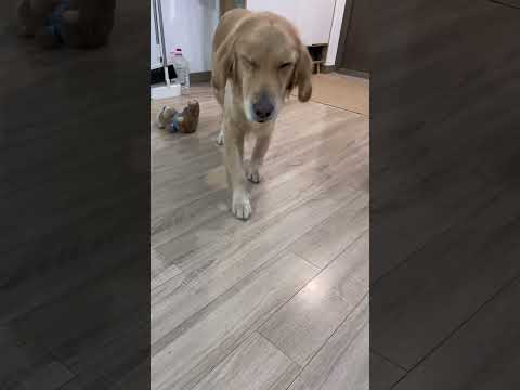 甩个头还能继续眯#金毛 #狗狗 #鬼迷日眼的金毛