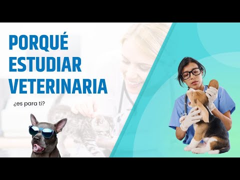 Todo lo que debes saber si quieres estudiar veterinaria -Dogtor