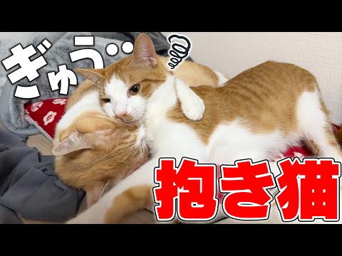 猫の動画サムネイル - 【このあと喧嘩】偉大なる先輩猫によって抱き枕にされてしまった子猫