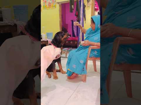 Nothing Feels Like Mom’s Love — Max and Bella Know It Best ❤️ #Rottweiler #DogFamily #CuteDogs #pets