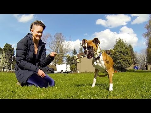 GoPro: Duncan The Two-Legged Pup - UCqhnX4jA0A5paNd1v-zEysw