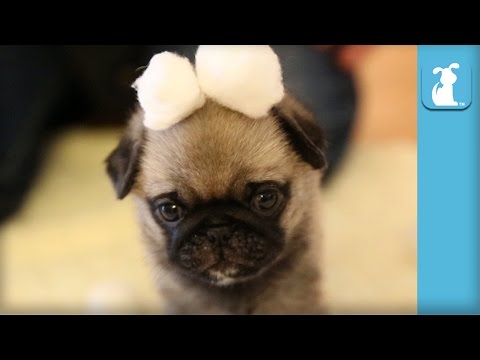 Wrinkly Pug Puppy In Cotton Ball Snow Land! - Puppy Love - UCPIvT-zcQl2H0vabdXJGcpg