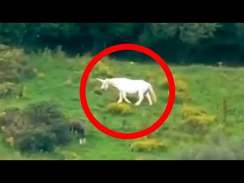 5 Unicorns Caught on Camera & Spotted In Real Life! - UCUVa51UA_690sEKyRbHb-5A