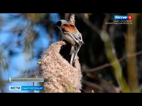 В Петербурге нашли необычные гнёзда краснокнижной птицы - ремеза