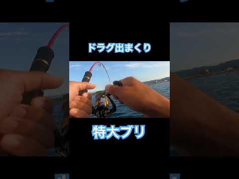 ダイソージグで特大ブリ‼️ #サップフィッシング #釣り #西湘 #相模湾