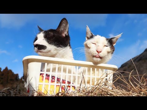 猫の動画サムネイル - かごのちびとちょび　250503