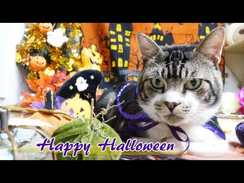 リキちゃんとハロウィン☆思い出動画 【リキちゃんねる 猫動画】 キジトラ 猫のいる暮らし