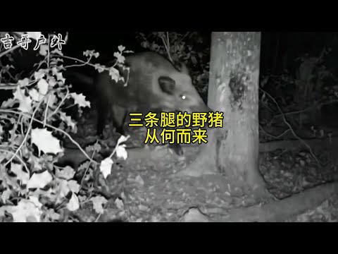 三条腿的野猪从何而来的?有朋友知道吗?#动物科普 #野生动物零距离 #野猪