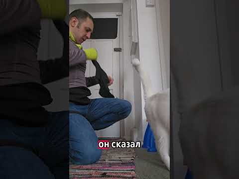 #киса #cat #shorts #shortsvideo #top #топ #кошка #кошки #жизнь #сосмыслом #домашниеживотные #bella24