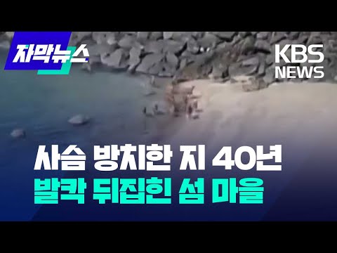 [자막뉴스] 사슴 방치한 지 40년…발칵 뒤집힌 섬 마을 / KBS 2023.10.02.