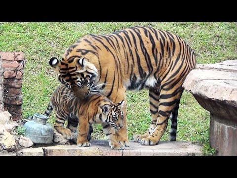 New Sumatran Tiger Cubs Play at Disney's Animal Kingdom Park, Maharajah Jungle Trek - Disney World - UCe-gHr2O_LP7t0YJYHZQZlg