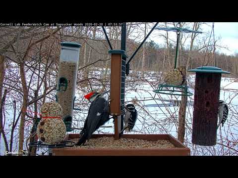 Cornell Feederwatch Cam Cornell Lab Bird Cams Cornell Lab Bird Cams