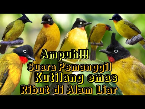 SUARA PIKAT AMPUH BURUNG KUTILANG EMAS RIBUT DI ALAM LIAR 💯% AUTO BERHASIL