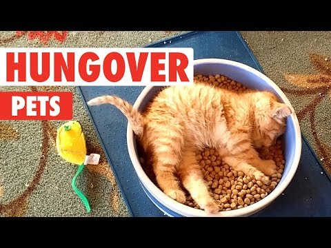 Hungover Pets | Funny Pet Video Compilation 2018 - UCPIvT-zcQl2H0vabdXJGcpg