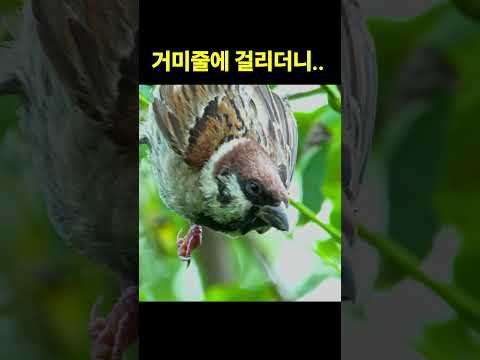 바로 잡아먹혔다!