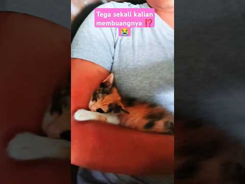 “Dibuang di Dingin Malam..Tapi Hati Baik Masih Ada di Dunia Ini #cat #kucing #shorts #babifreitas