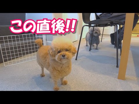 この後、犬達が絶叫する事態になります【毎日です】