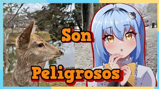 Kioto y Nara sitios virales y realidades.