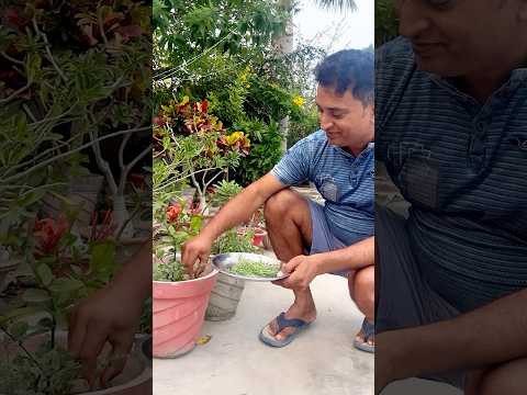 नाइट्रोजन की ख़ान है ये पौधा । ये पौधों और हमारे लिये बेस्ट है #gardening #plants #shorts #short