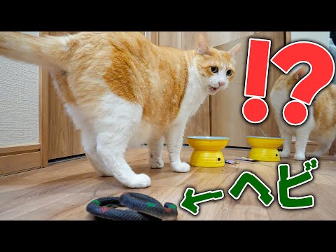 猫の動画サムネイル - 猫の背後に、キュウリじゃなく”リアルな蛇”を置いたら…予想外の反応になりましたwww