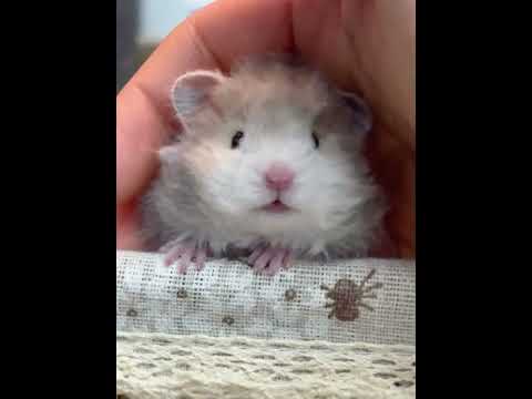 Baby you seem like a soft and sticky little bag #Golden Thread Bear#Cute#Cute Pet Debut Pl