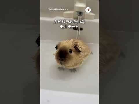 猫の動画サムネイル - お風呂に入るモルモットさん｜PECO