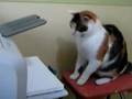 Gato vs. Impresora Gato vs. Impresora