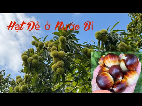 Mijo đi lượm mót # Châu Âu có nhiều thực phẩm thiên nhiên ngon lắm.