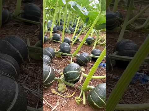how to agriculture #farming #gardening #vegetables #garden #harvest #shortvideo