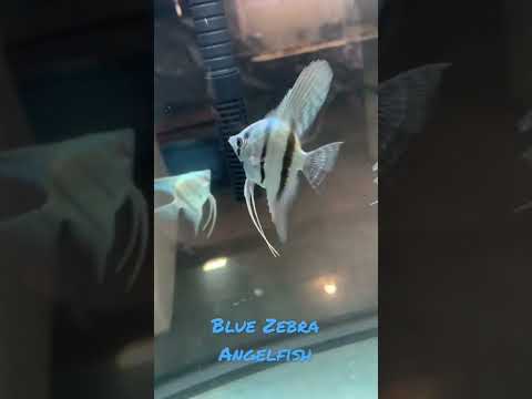 The Majestic Blue Zebra Angelfish 