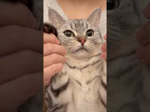 猫の動画サムネイル - とにかく猫を吸いたいパパ!! #shorts #猫 #cat