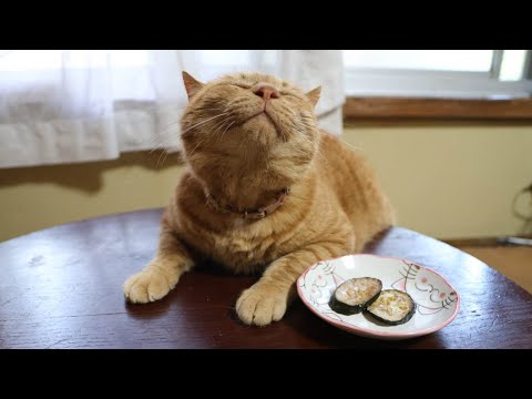 ちゃぶ台で楽しむズッキーニ焼きと猫の癒しタイム サムネイル
