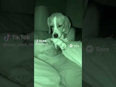 #humour #chat #chat #fyp #CaughtonCamera