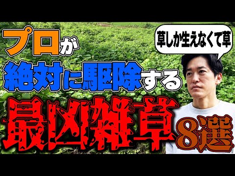 【閲覧注意】庭に生えてたらヤバイ！プロが嫌がる最凶雑草８選