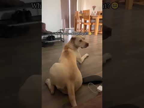 The dog is sleepy 😴 #funny #funnyvideos #dog #sleepy #foryou