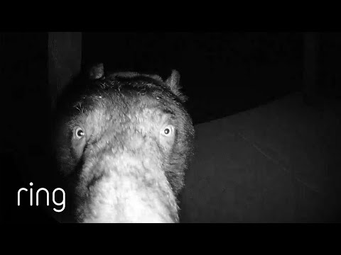 Curious Black Bear Investigates Ring Doorbell | RingTV