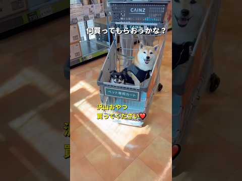 柴犬とチワワのお出かけ動画｜日常のかわいい瞬間を楽しもう サムネイル
