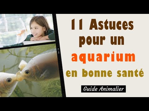 11 Astuces pour un Aquarium en Bonne Santé 🐟