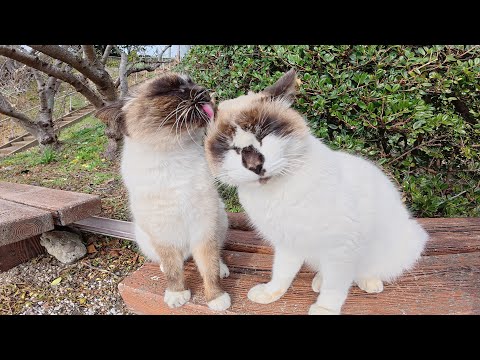 シャム猫カップルが人目を気にせずにイチャイチャする