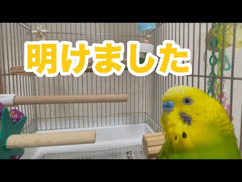 新年のご挨拶はどうなったのか･･･そして、飼い主との掛け合い”エイエイオー“【セキセイインコ】