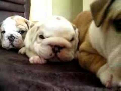 English Bulldog Puppies & crazy mama