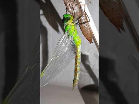 실화냐?! 왕잠자리의 충격적인 변신 순간