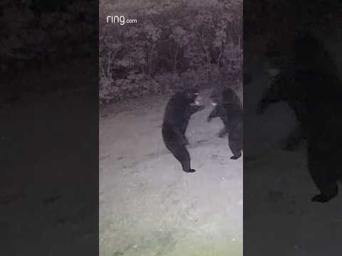 Two black bears squaring off!