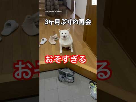 柴犬の3ヶ月ぶり再会！帰りが遅くて怒る姿がかわいい映像 サムネイル