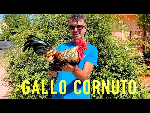 Guarda Che Gallo Cornuto Siciliano